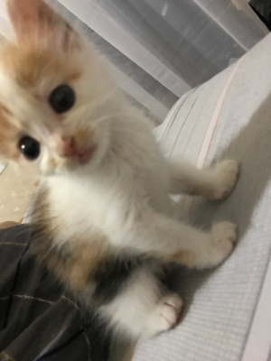 游戏