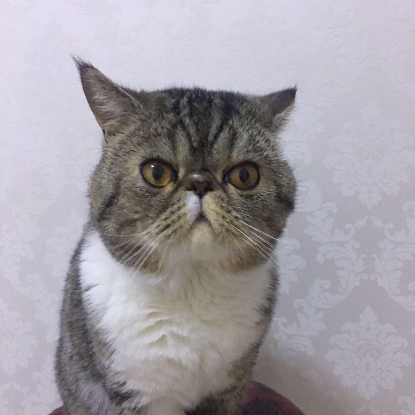 媒体