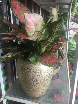 卖花