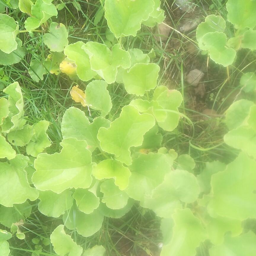 淘宝刷单淘宝刷单网络刷单