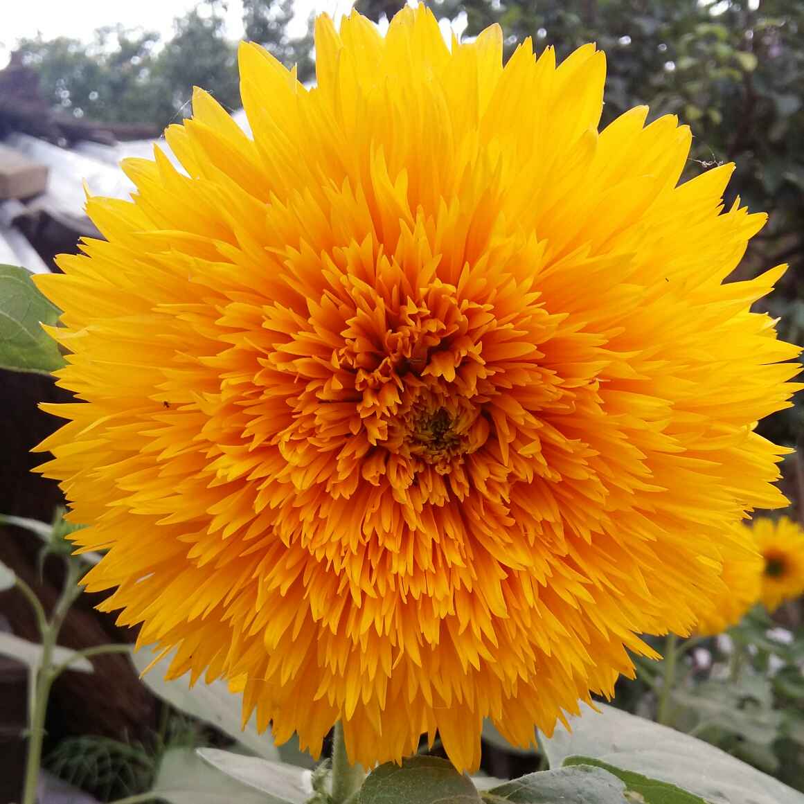 此处向东几百米有菜市场，晚上有市场门口有各色小吃