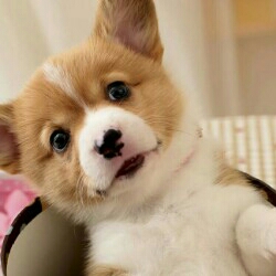 维修