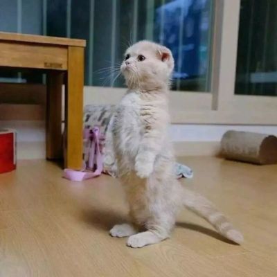 搬运工