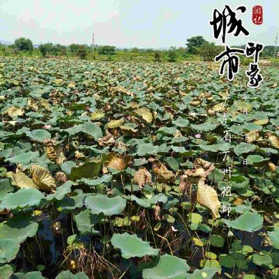 室内装修