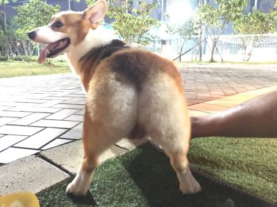 汽车