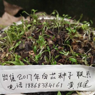 砸墙切墙铲墙