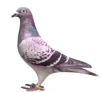 散工