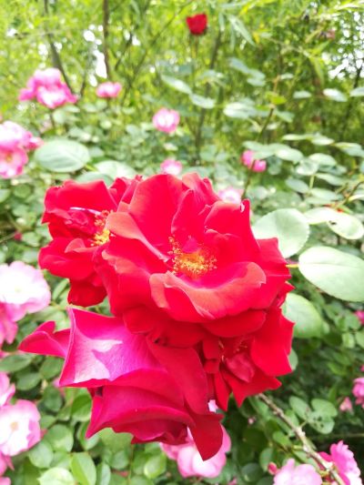 木工专业打柜子专业吊顶