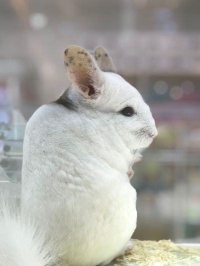 搬运