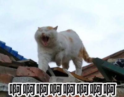 遛狗