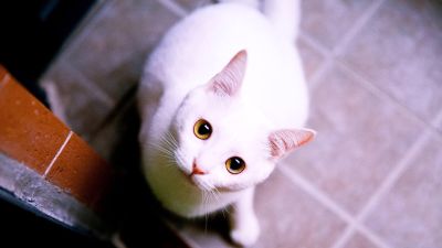 窗帘