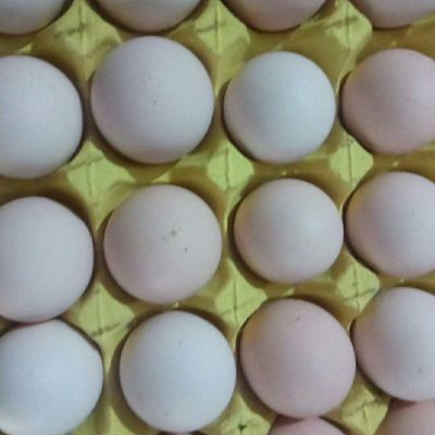电脑操作员