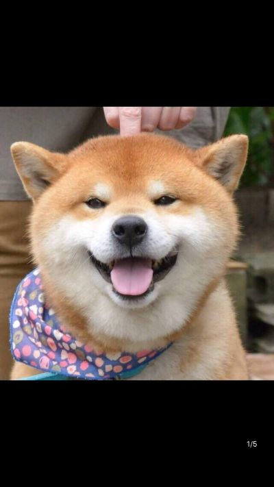 安装灯具安装