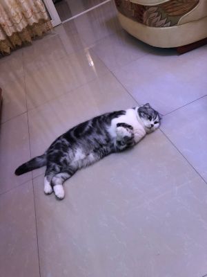 客户
