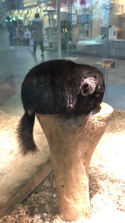 门锁
