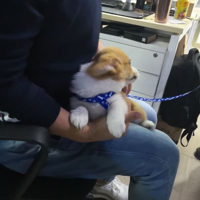 自由职业