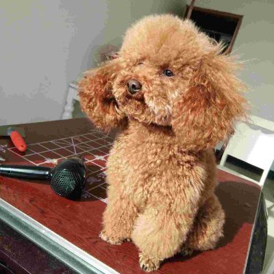 家具安装搬运木工