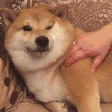 个体