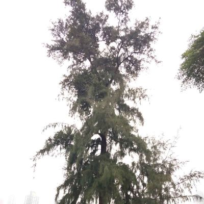 平面设计