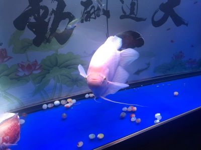 家装工装地板