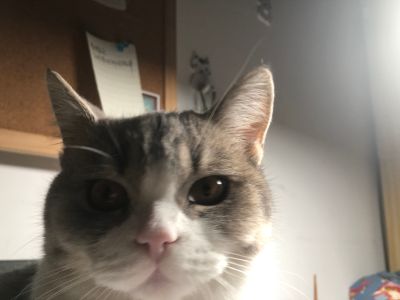 修灯