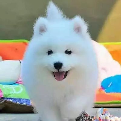 弱电弱电电脑打印机