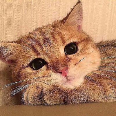 家庭保洁