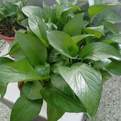 箭牌