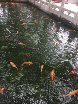 个体户