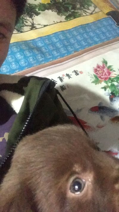 集成吊顶浴霸