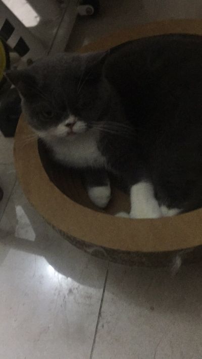 打拆