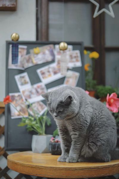 医药