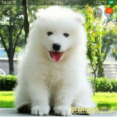 全能跑腿