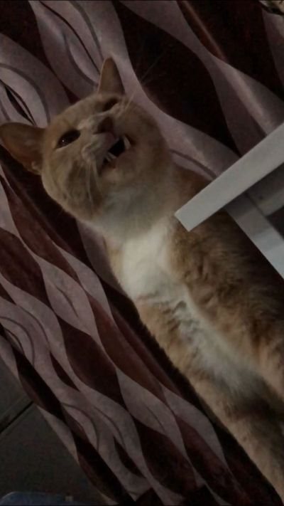 设计外卖网页设计