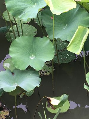 水电