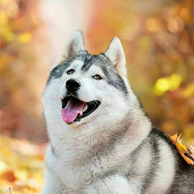 广州南沙广隆村积善街三巷七号。