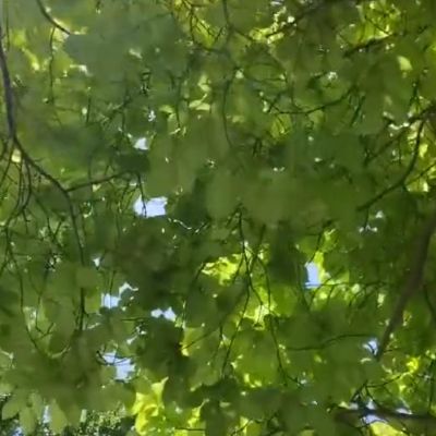监控网络