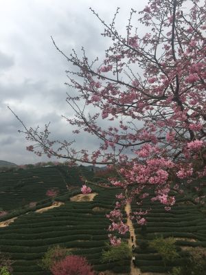 诚信经营装修建材