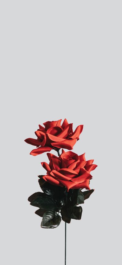 个体