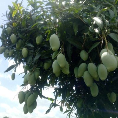 肥料