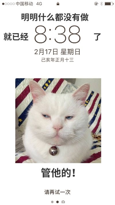 宠物