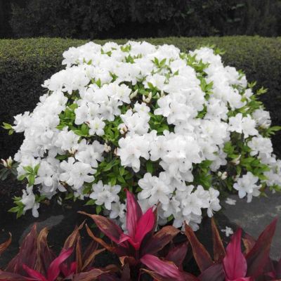 安装派送