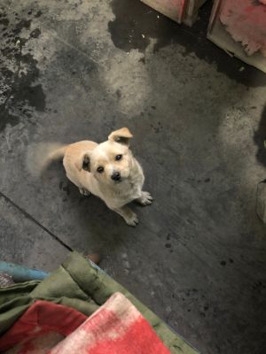 本钢