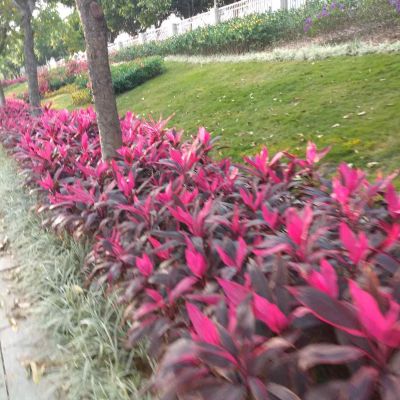 天花吊顶师傅各种天花吊顶