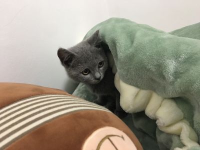 安装
