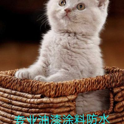 涂料喷涂料喷涂料墙纸油漆涂料防水油漆涂料防水