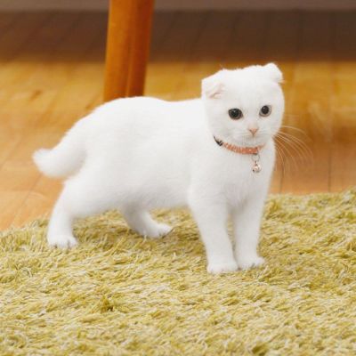 木工铺地板木地板安装