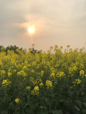 传媒