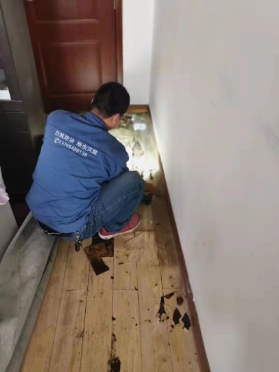 白蚁防治