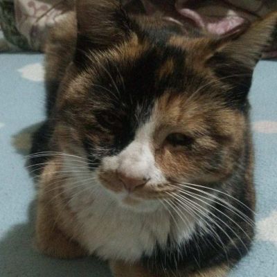 安装